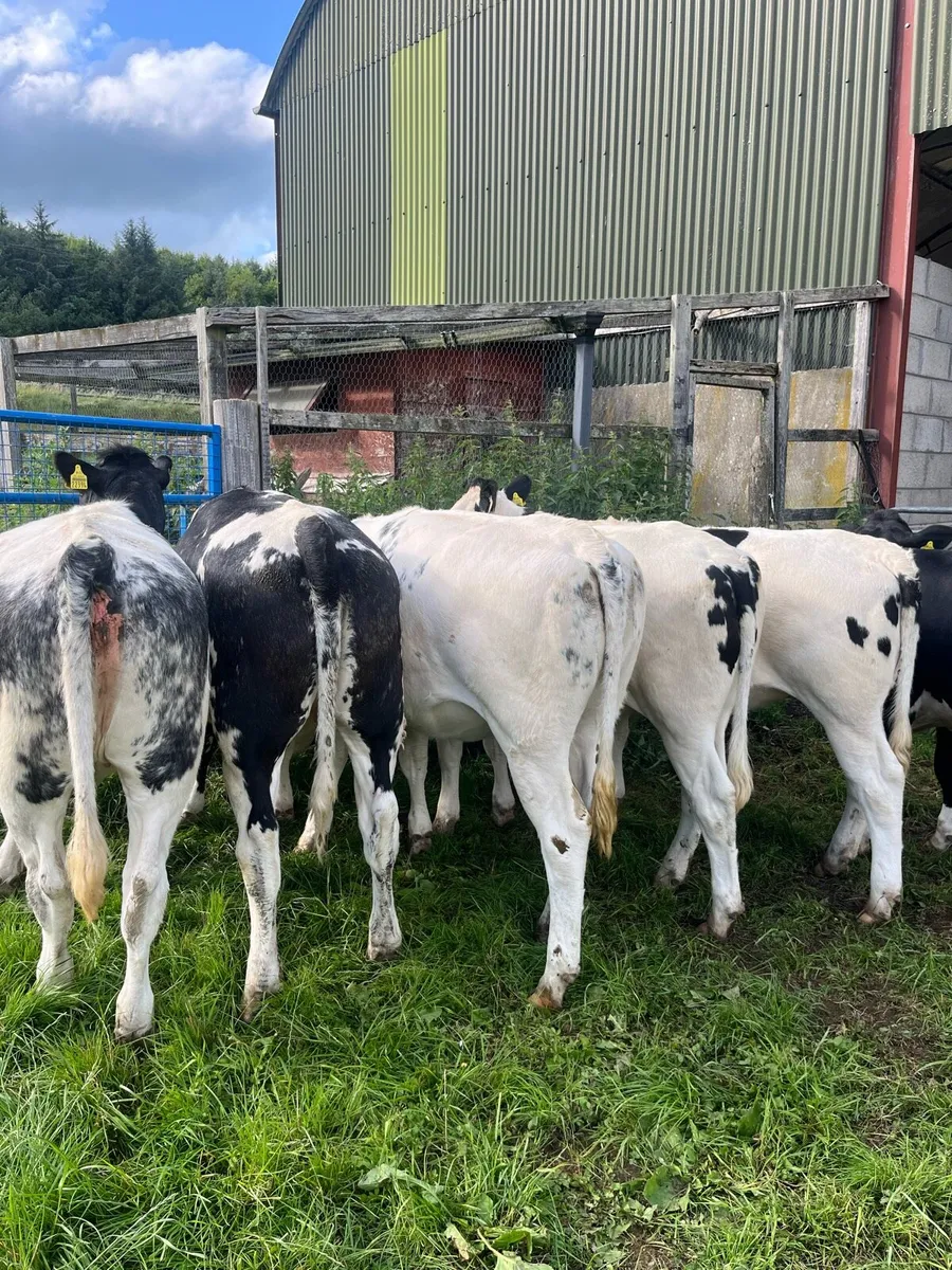 6 SUPER BBX HEIFERS - Image 2