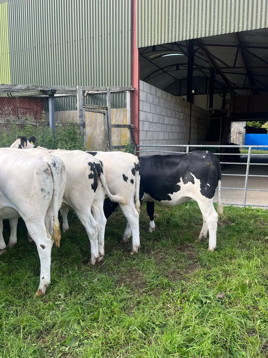 6 SUPER BBX HEIFERS - Image 3