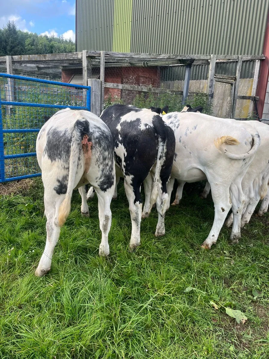 6 SUPER BBX HEIFERS - Image 4