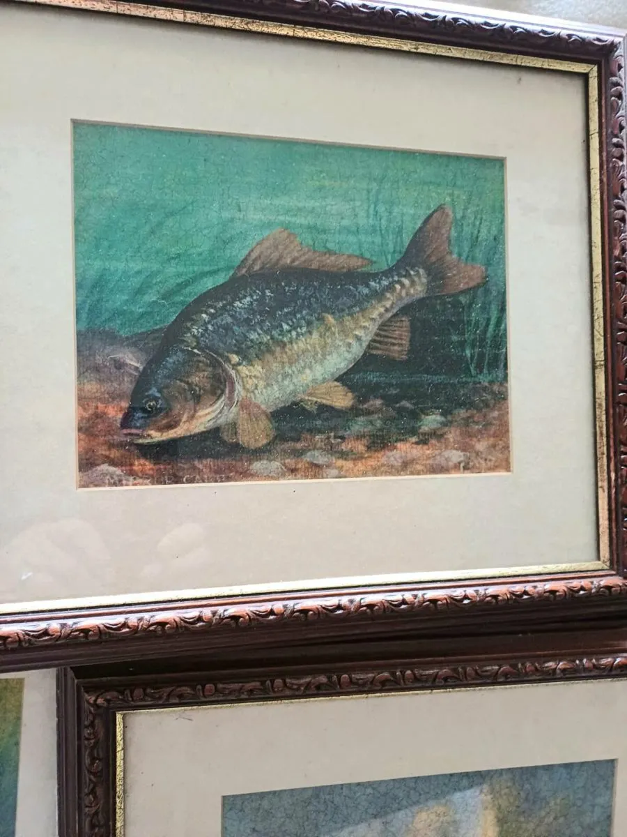 Collectible Fish & Wildlife Pictures - Image 4