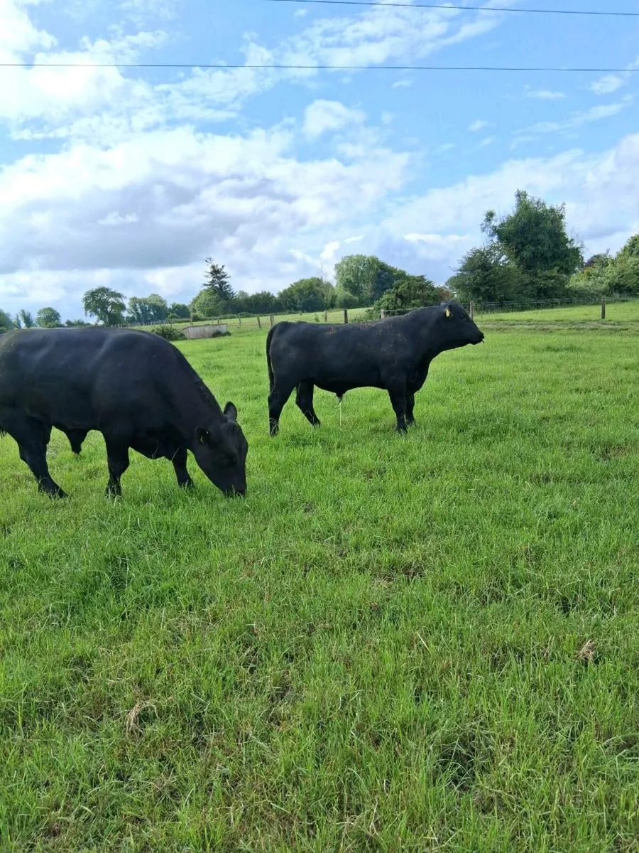 Aberdeen Angus Bulls - Image 1