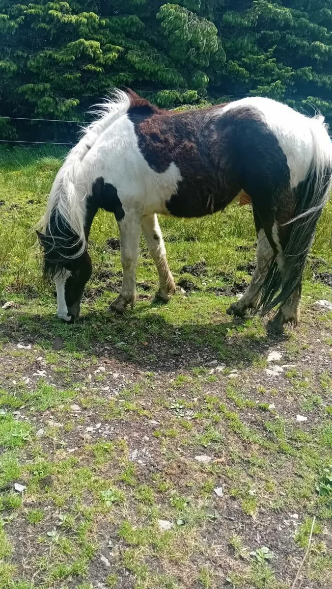 Horse - Image 2