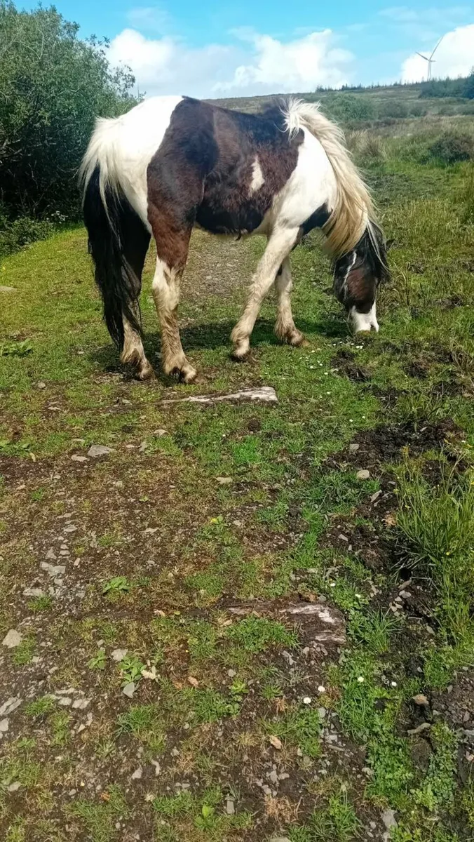 Horse - Image 3