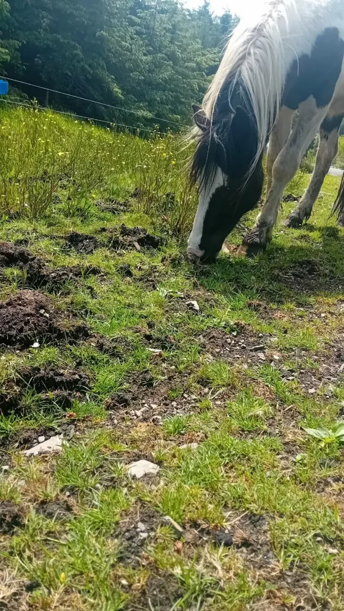 Horse - Image 4