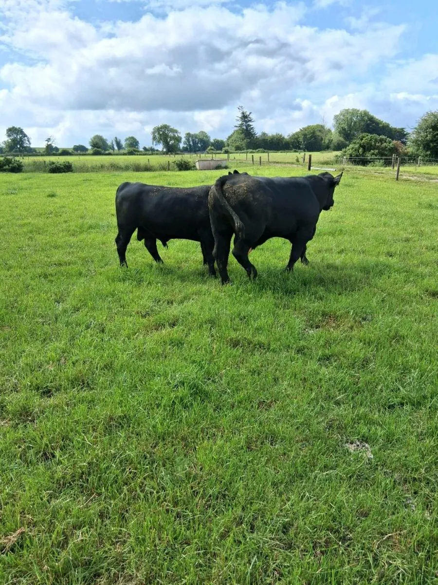Aberdeen Angus Bulls - Image 3