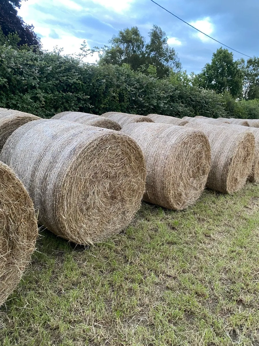 Round bales of hay - Image 1