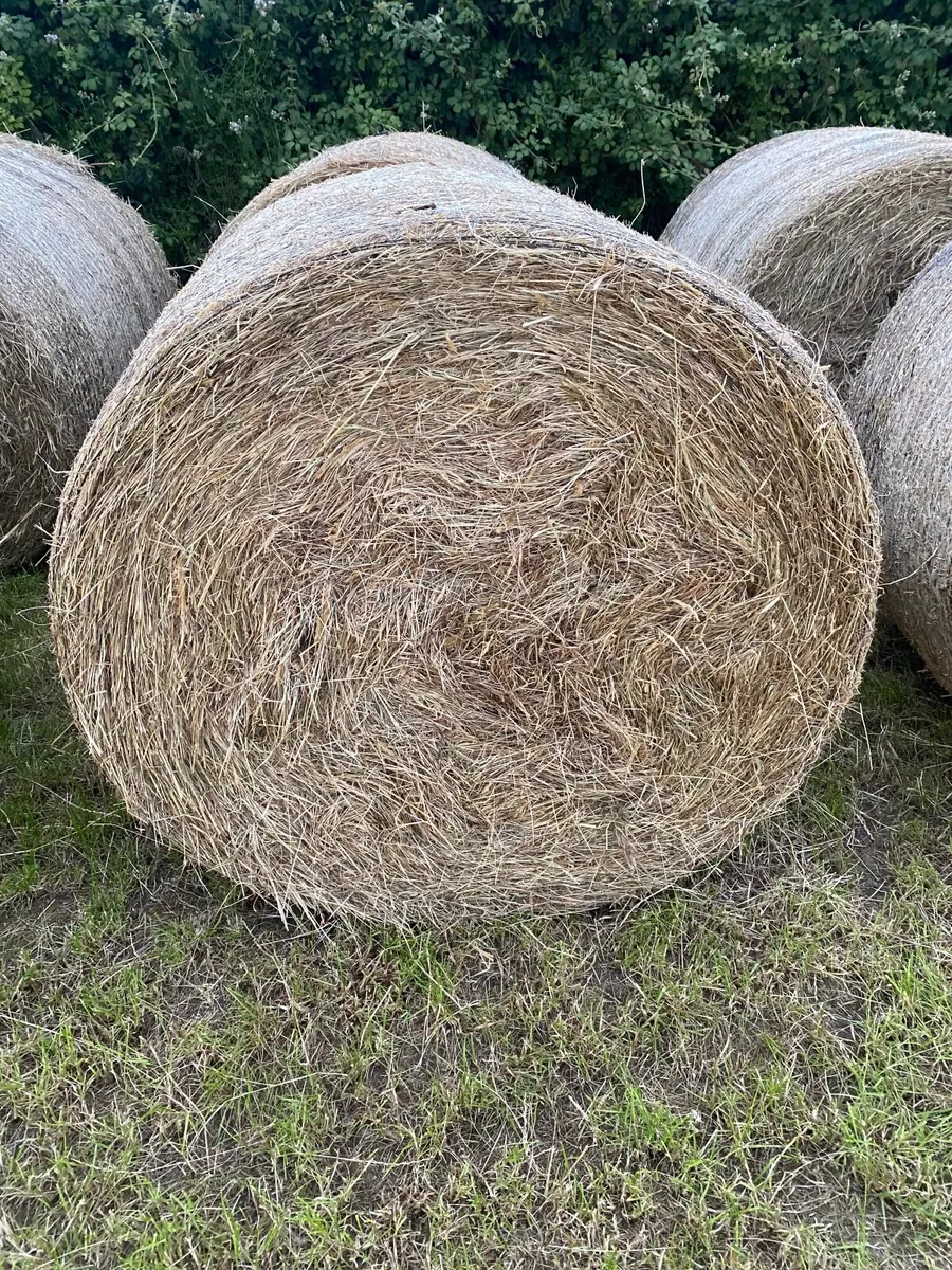 Round bales of hay - Image 3