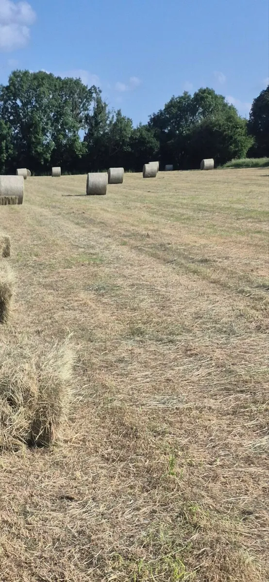 Hay for sale - Image 2