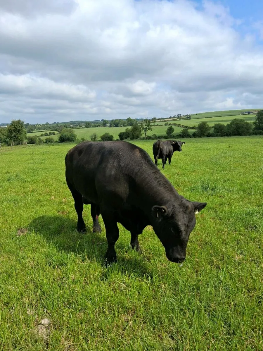 Aberdeen Angus Bulls - Image 4