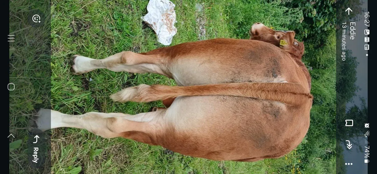 Limousine bull - Image 2