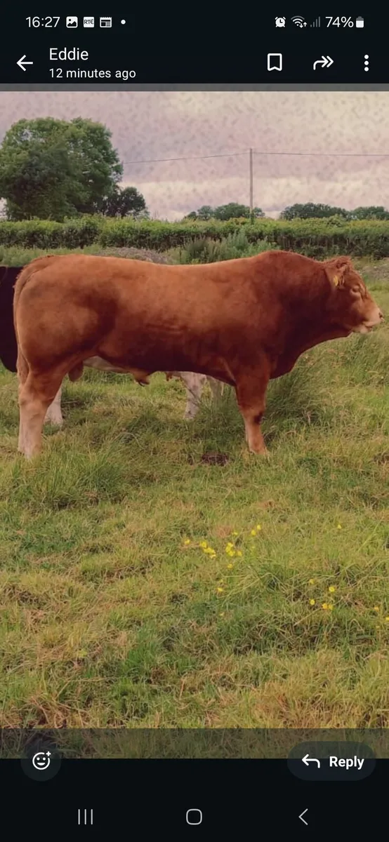 Limousine bull - Image 1