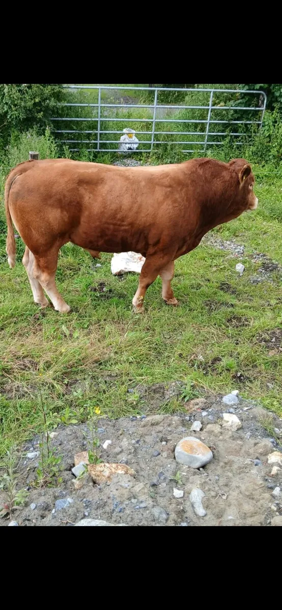 Limousine bull - Image 3