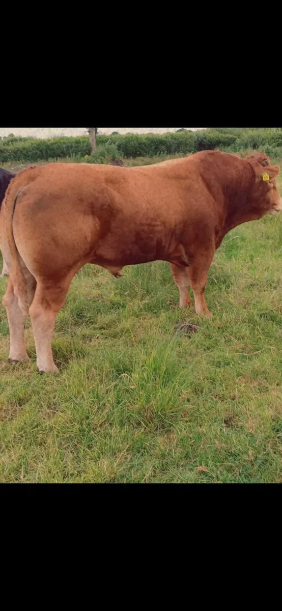 Limousine bull - Image 4