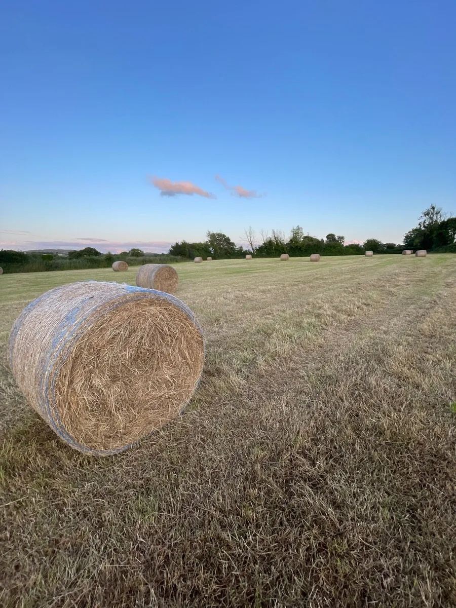 Hay - Image 1