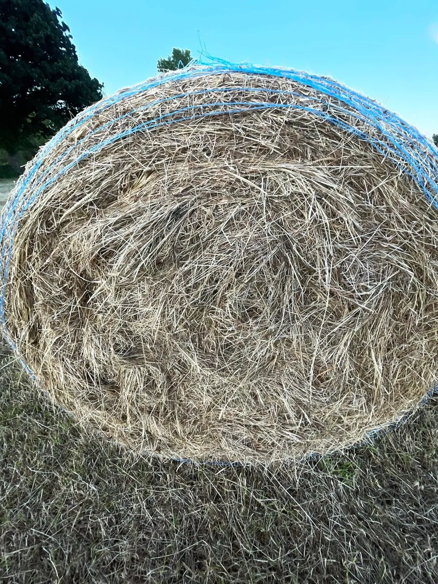 Hay - Image 2