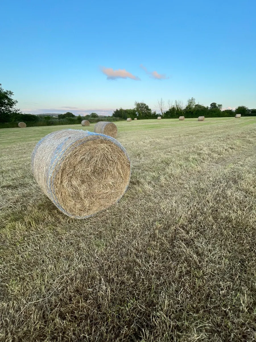 Hay - Image 3