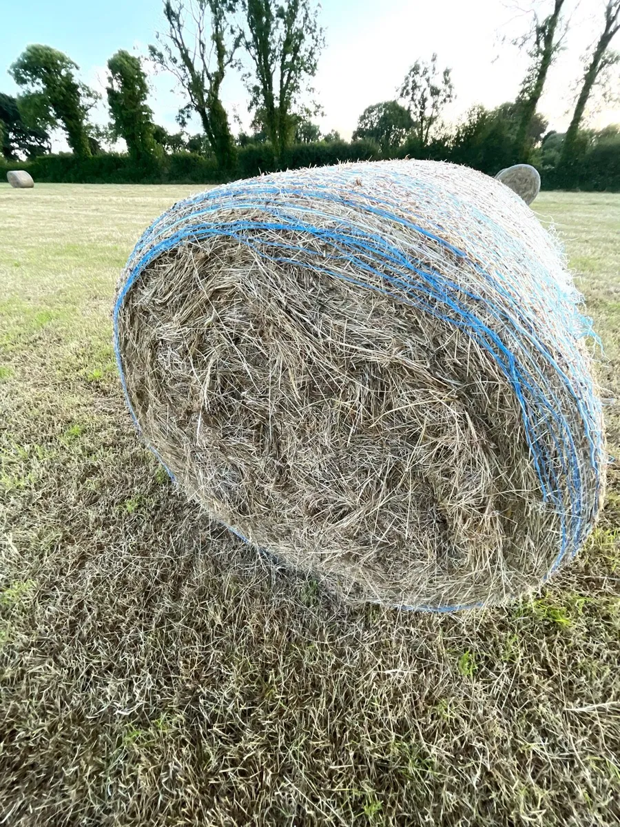 Hay - Image 4