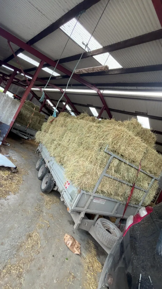 Small Square Bales of Hay - Image 2