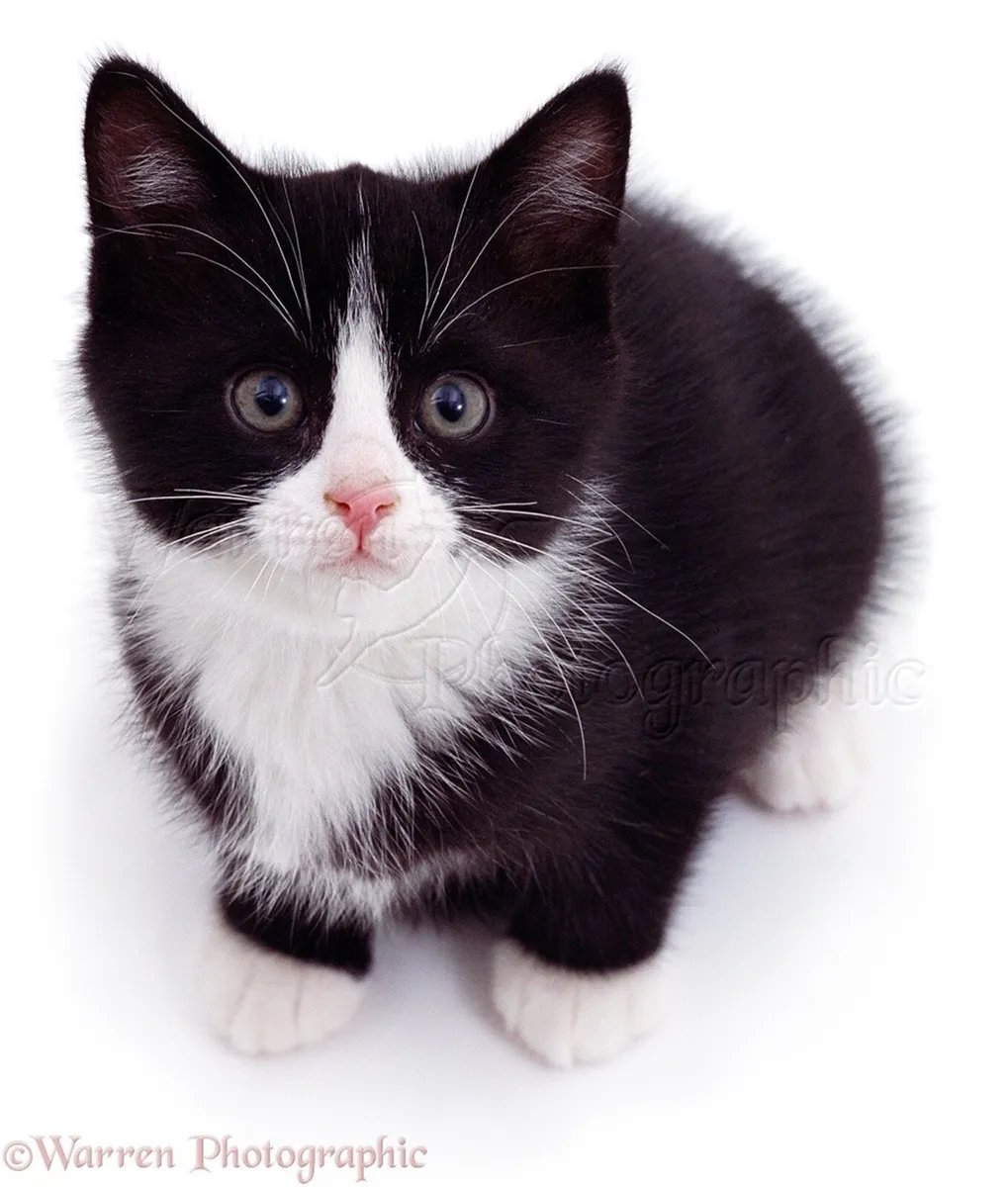 Kittens - Image 2