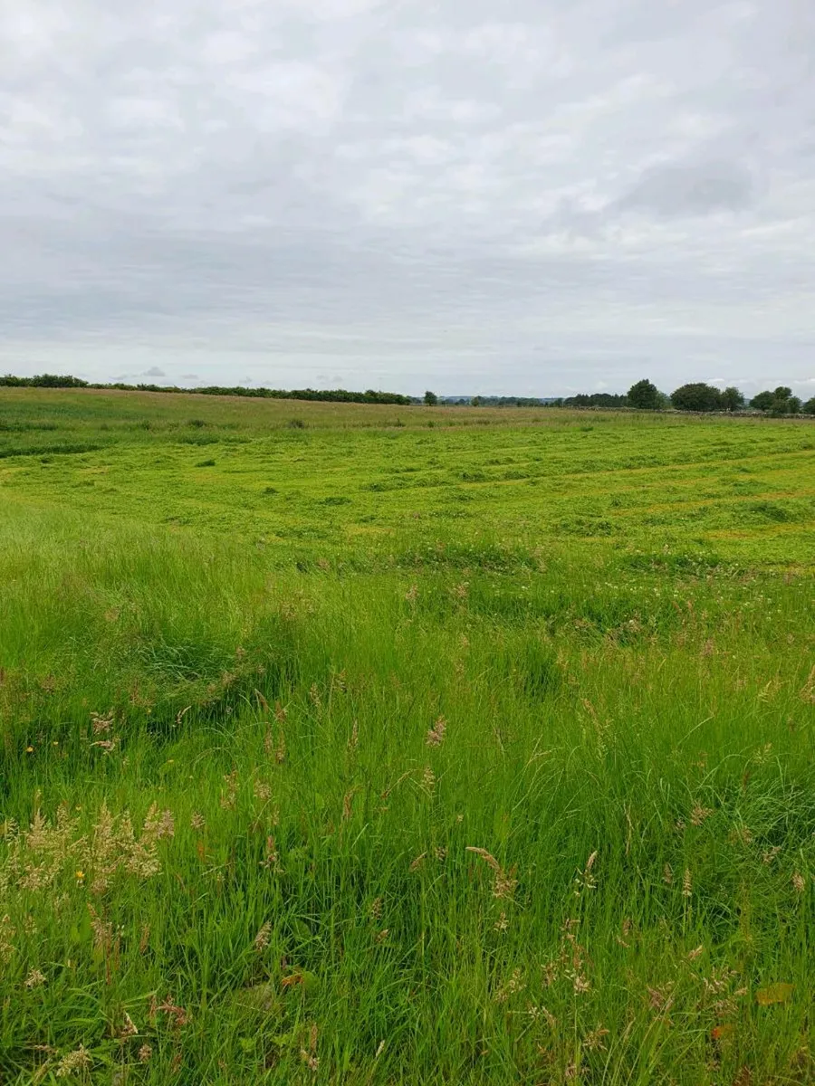 Haylage 2025 - Image 4