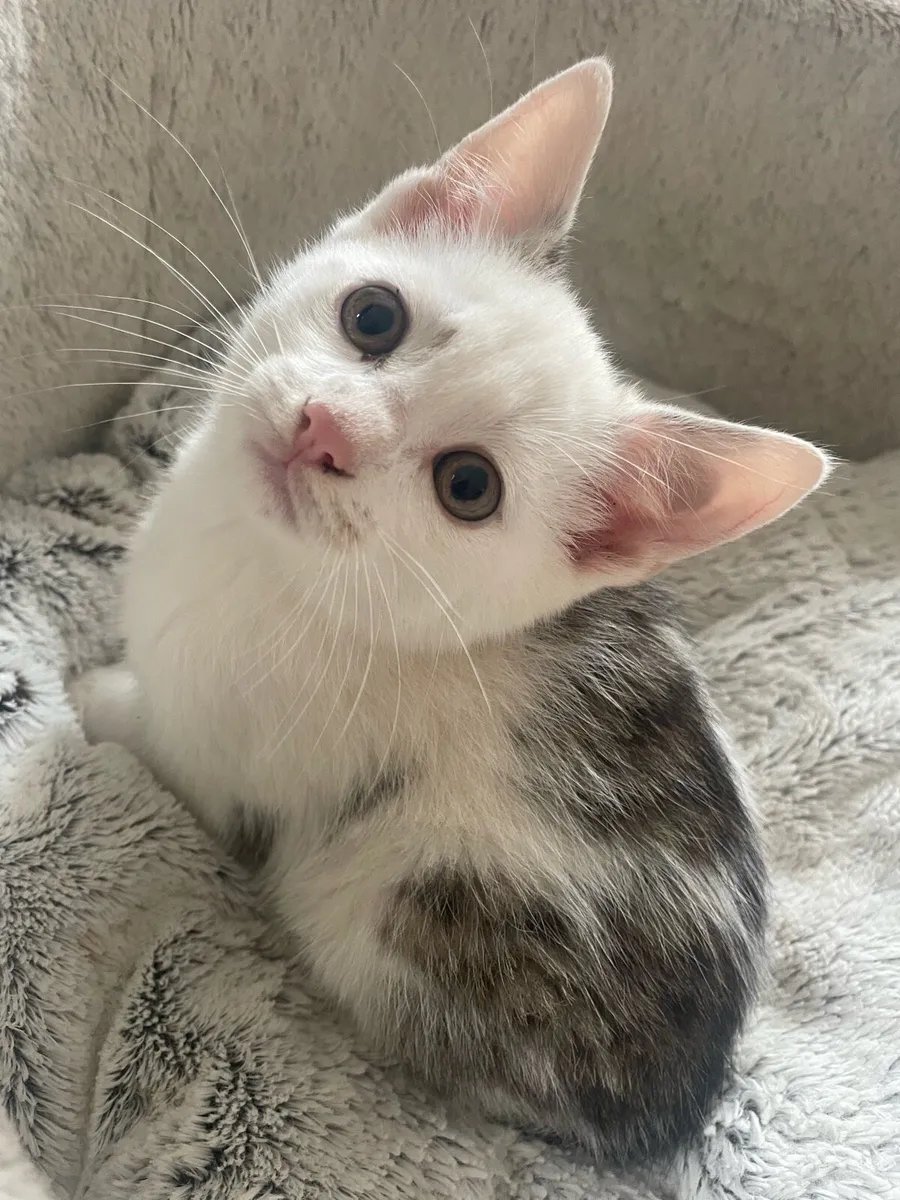 ⭐️5 kittens⭐️ - Image 2