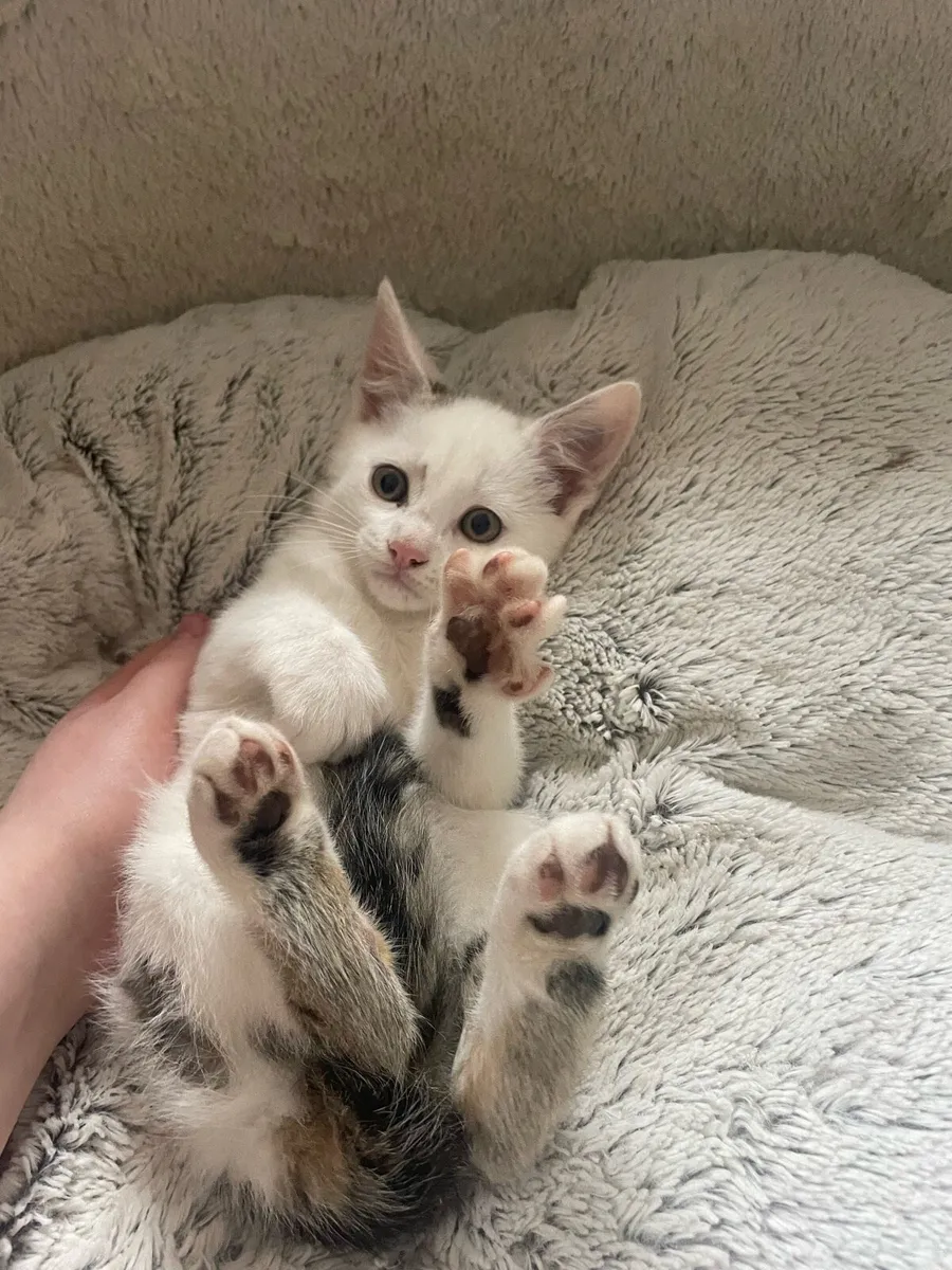 ⭐️5 kittens⭐️ - Image 3