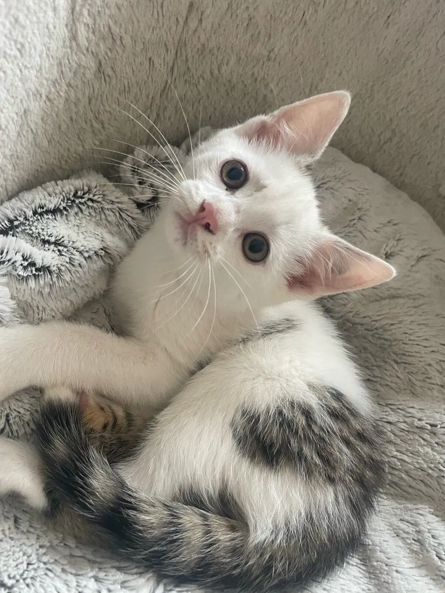 ⭐️5 kittens⭐️ - Image 1