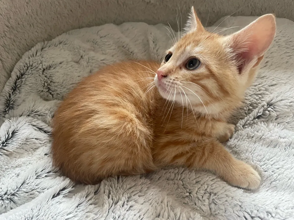 1 kitten left - Image 4