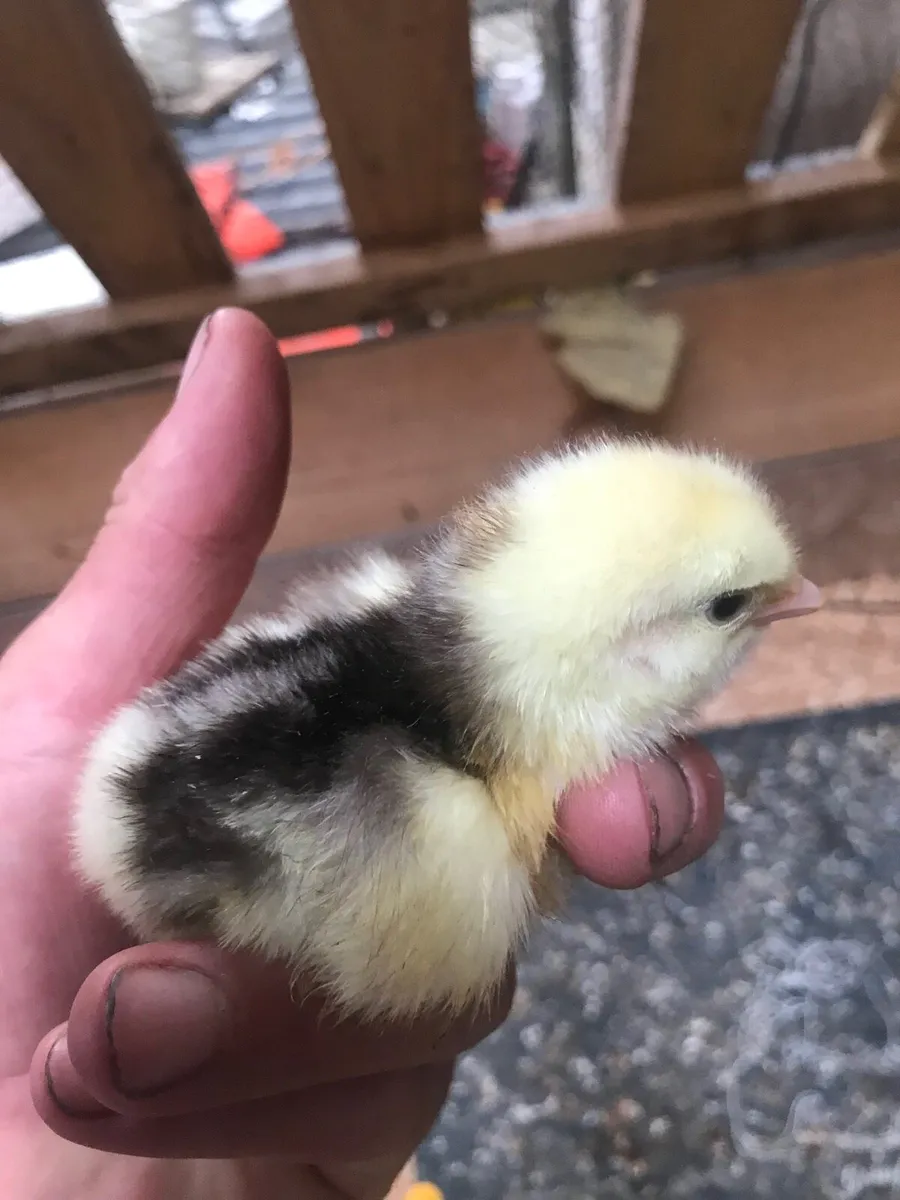 Pure bred day old chicks and hatching eggs - Image 1