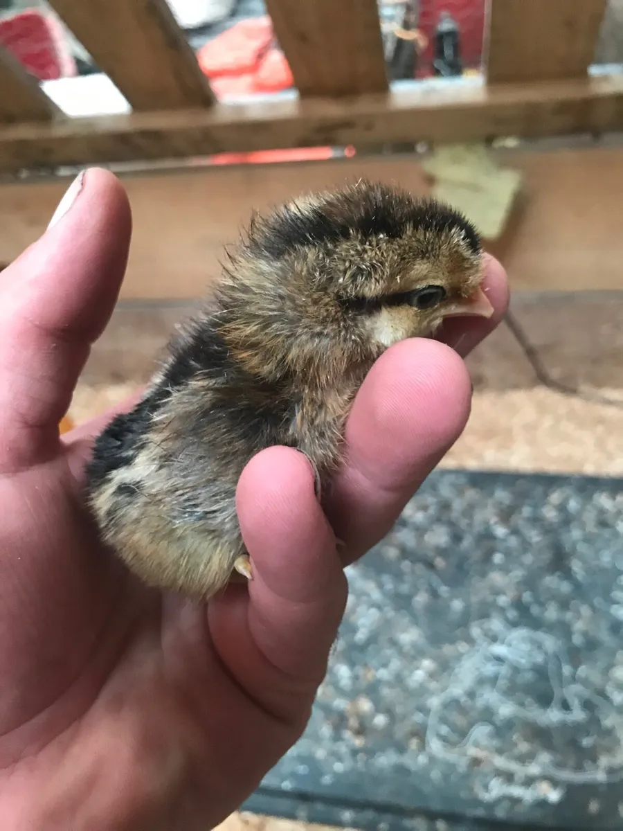 Pure bred day old chicks and hatching eggs - Image 2