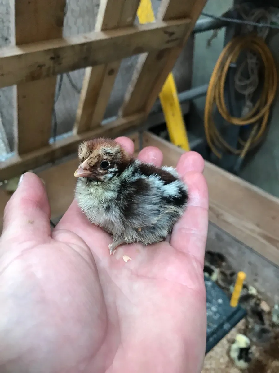 Pure bred day old chicks and hatching eggs - Image 3