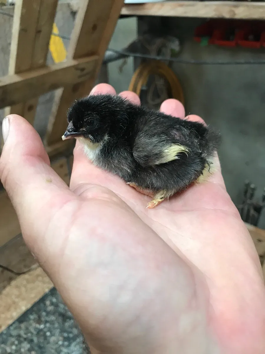Pure bred day old chicks and hatching eggs - Image 4