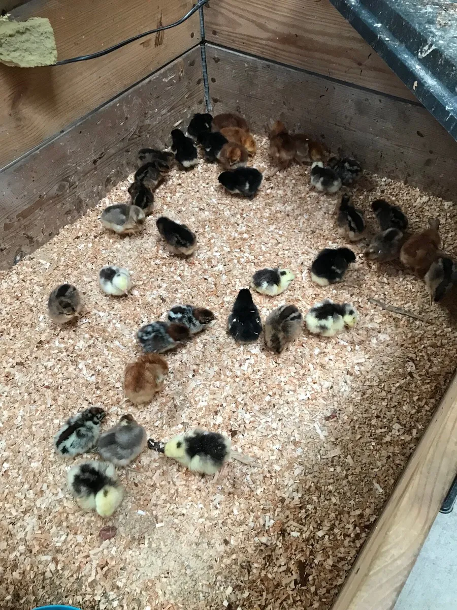 Pure bred day old chicks and hatching eggs - Image 1