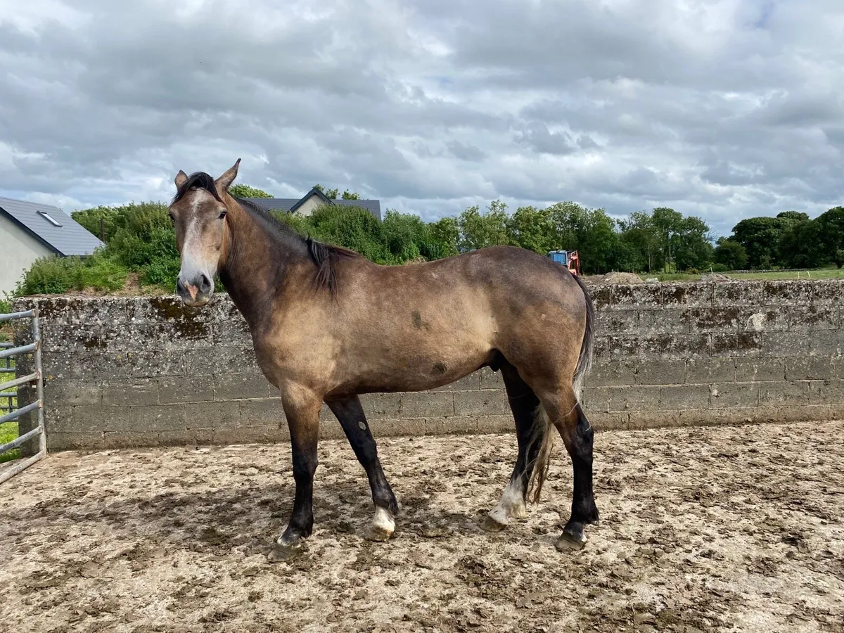 Horse - Image 2