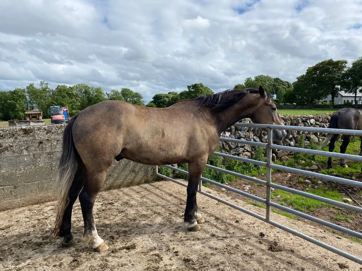 Horse - Image 4