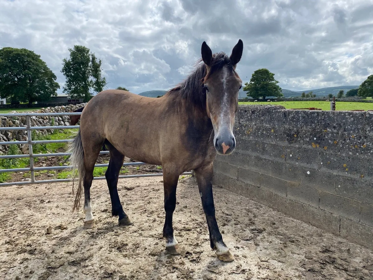Horse - Image 1