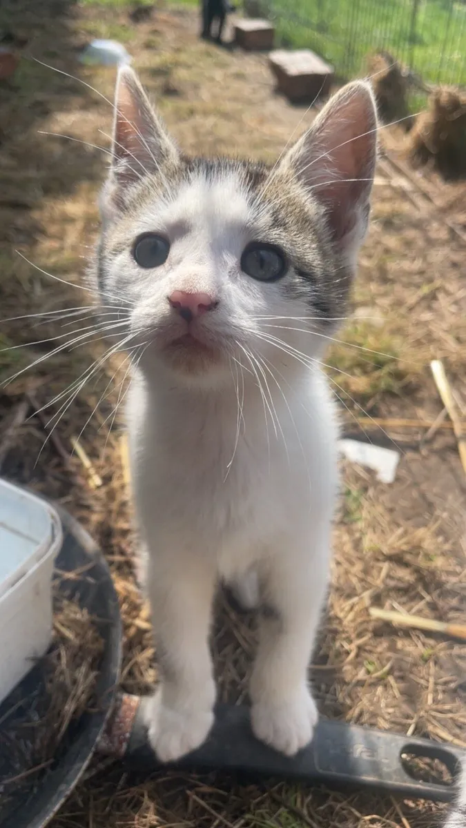 ⭐ Kittens ⭐ - Image 4