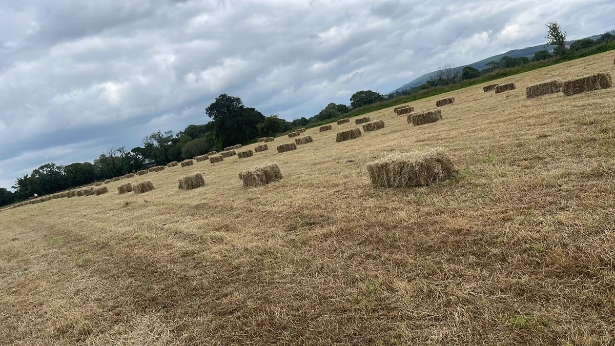 Top Quality Small Square Bales of Hay - Image 1