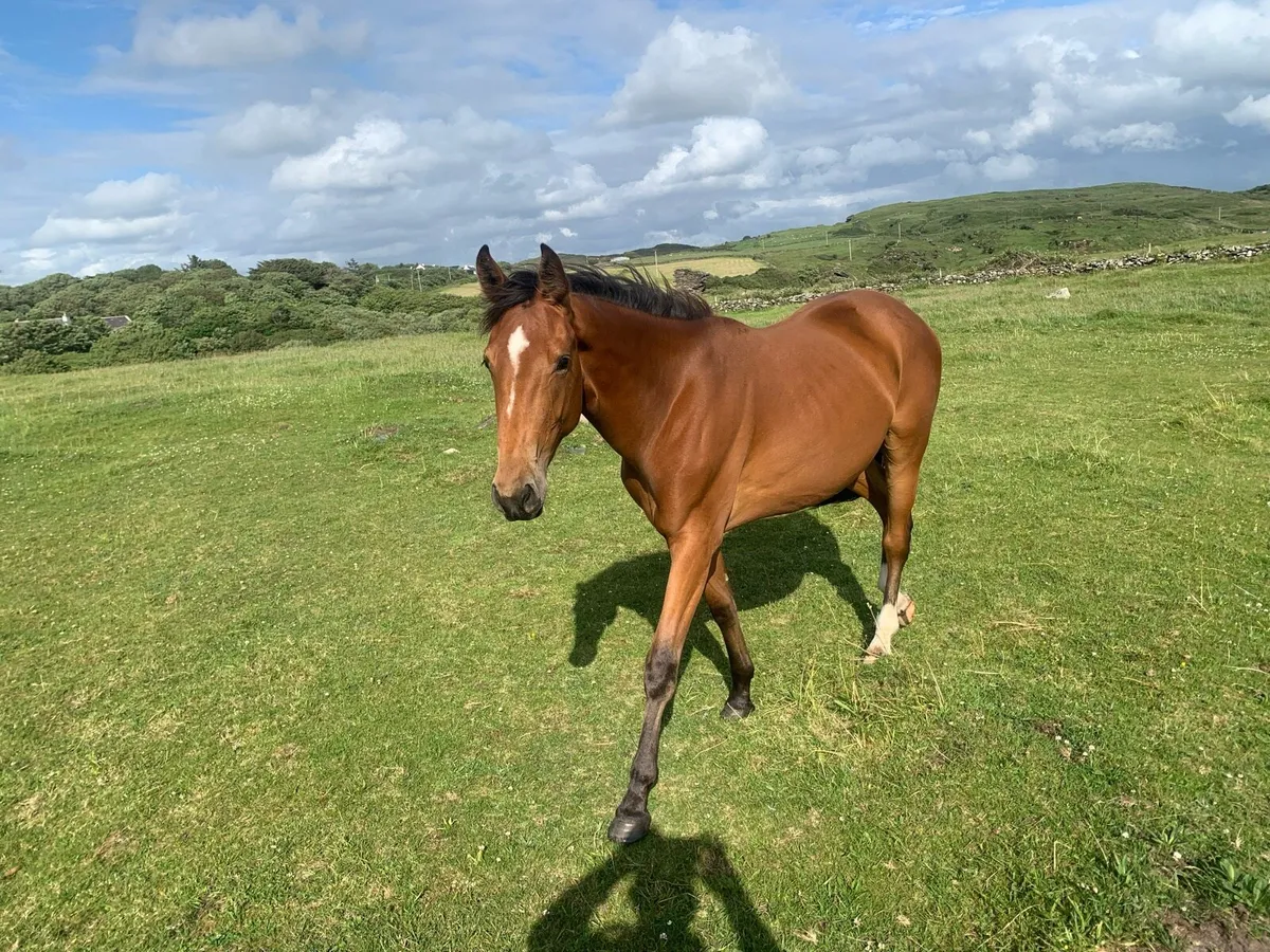 Young horses - Image 2
