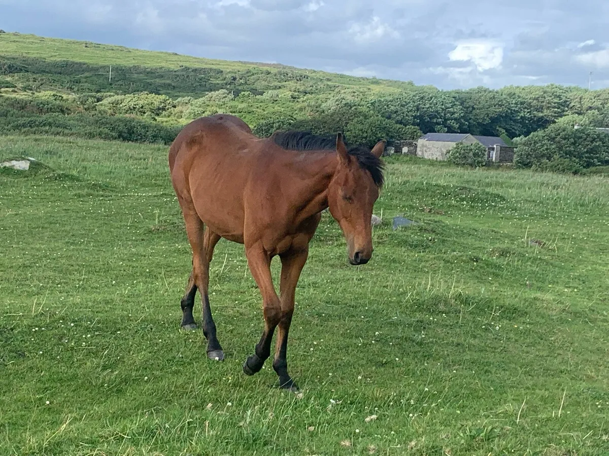 Young horses - Image 3