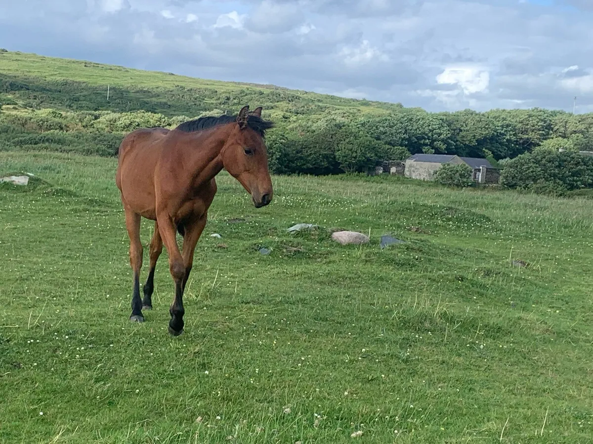 Young horses - Image 4