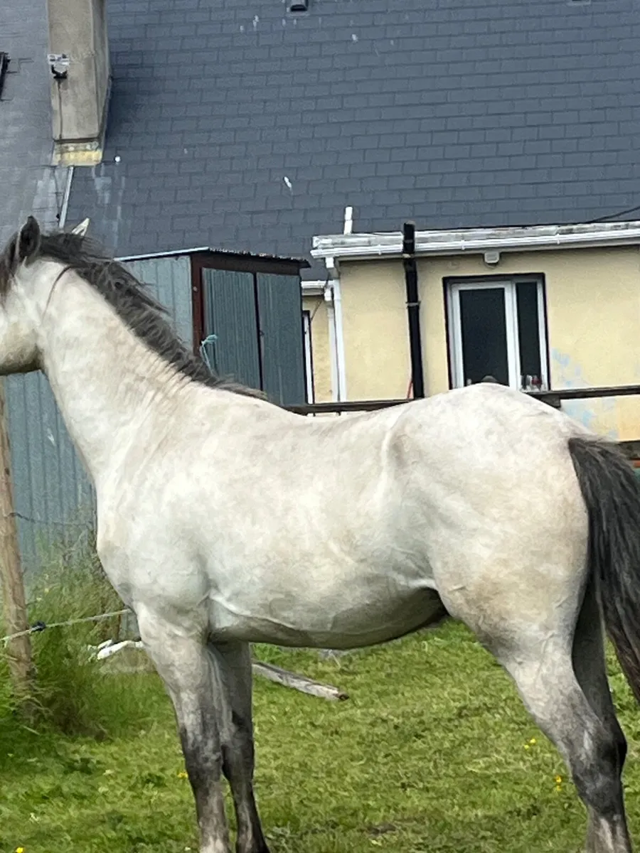 Dun Connemara gelding by Ice and fire Dalbran - Image 2