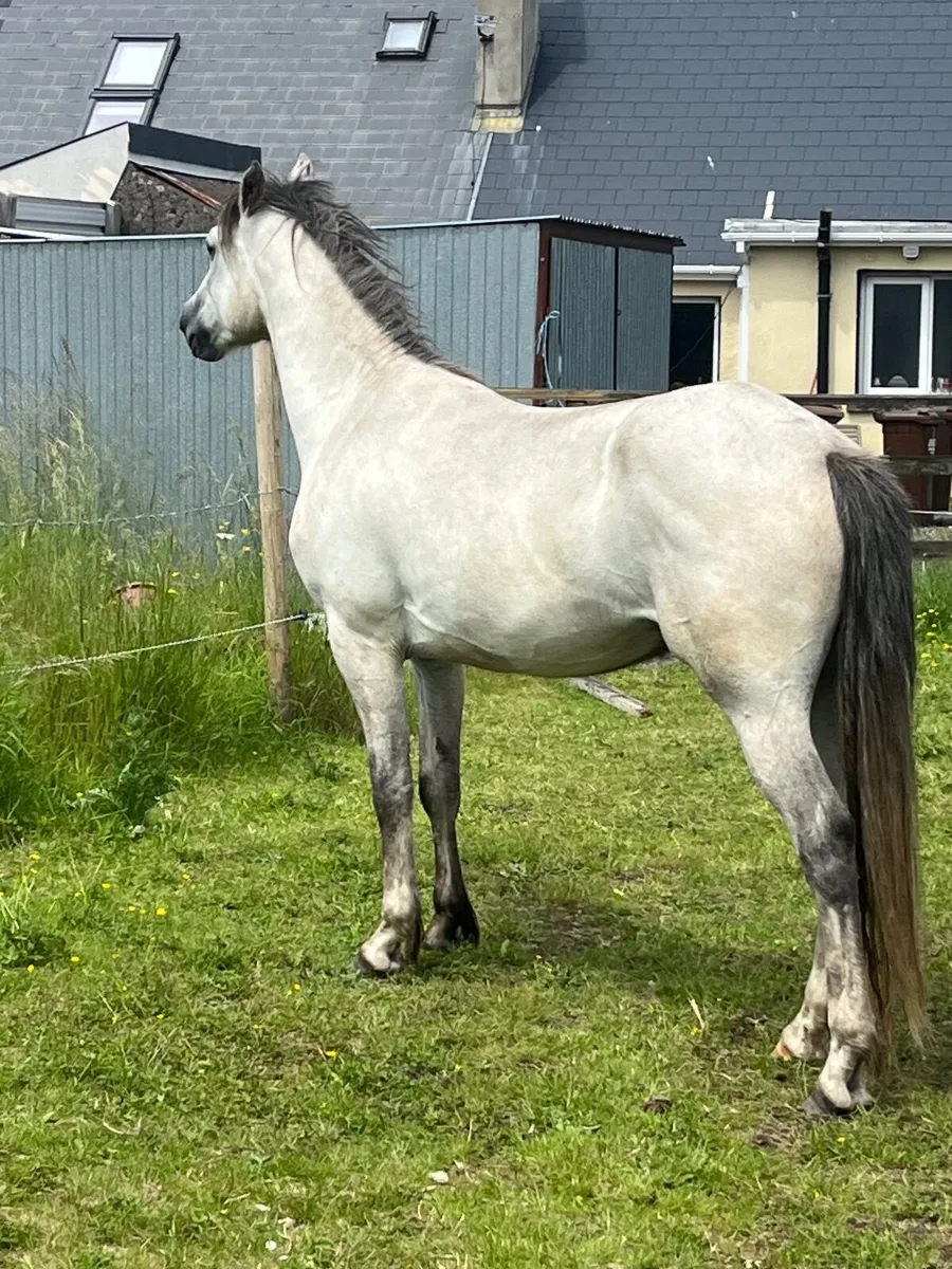 Dun Connemara gelding by Ice and fire Dalbran - Image 3