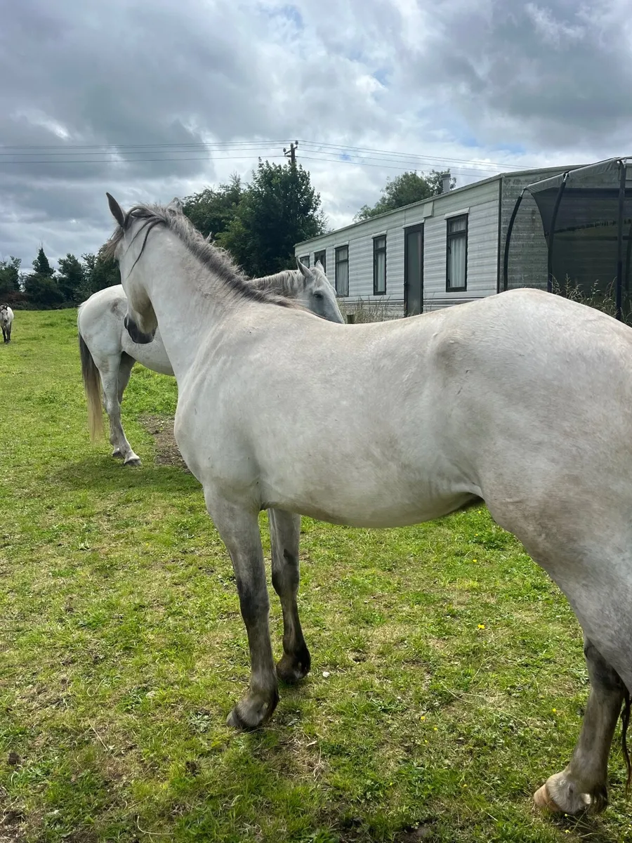 Dun Connemara gelding by Ice and fire Dalbran - Image 4