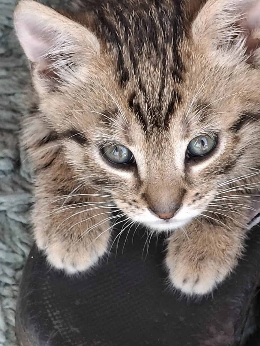 bengal kittens - Image 2