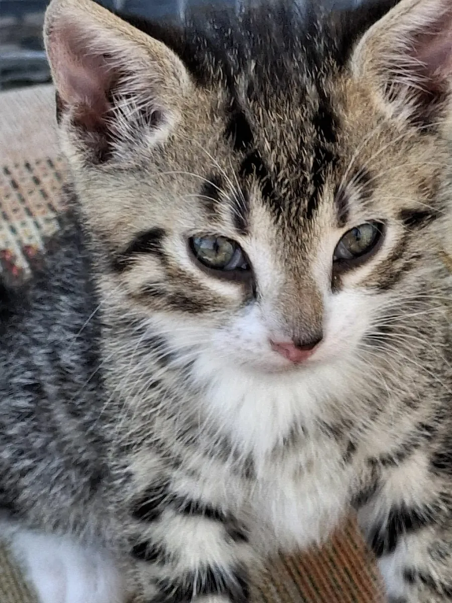 bengal kittens - Image 3
