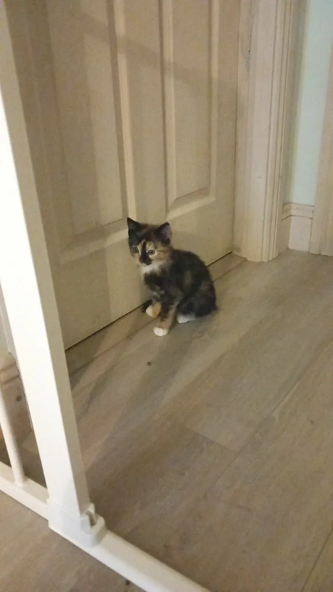 Kitten - Image 1