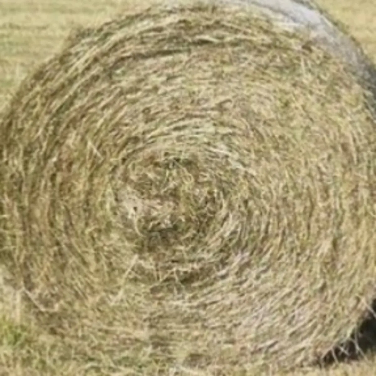 Hay for sale - Image 1