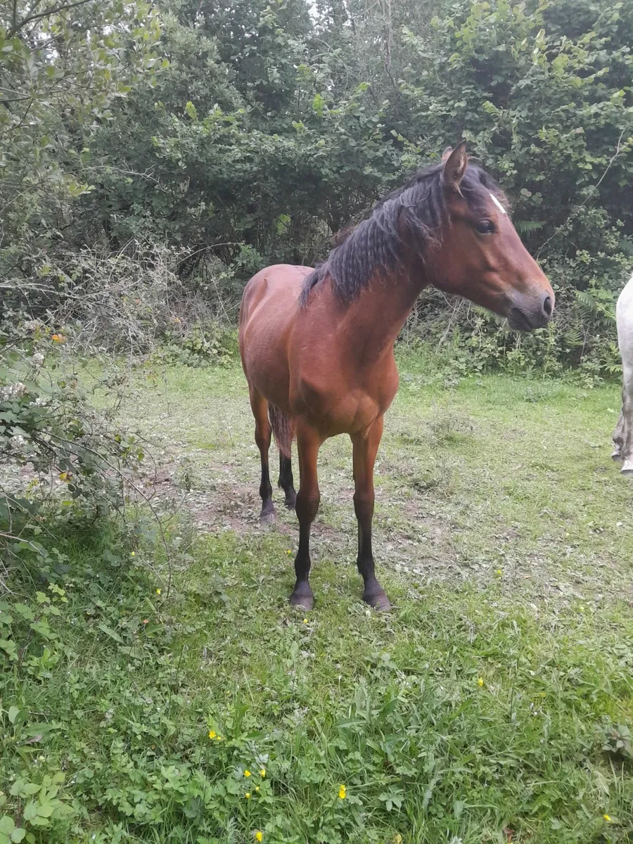 Connemara Pony 🔥 - Image 1