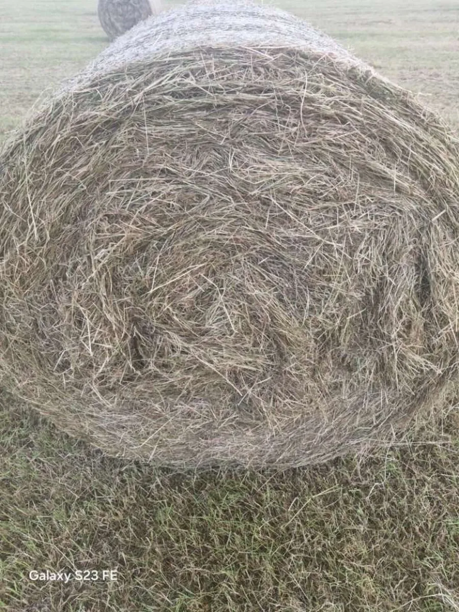 Horse hay - Image 1